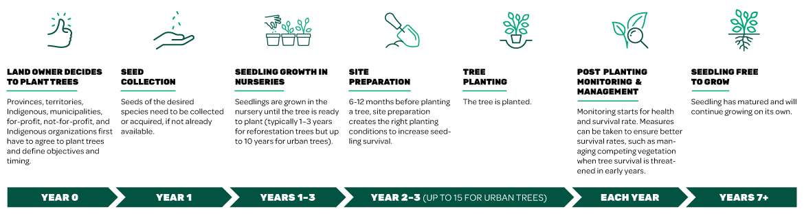 Tree planting timeline