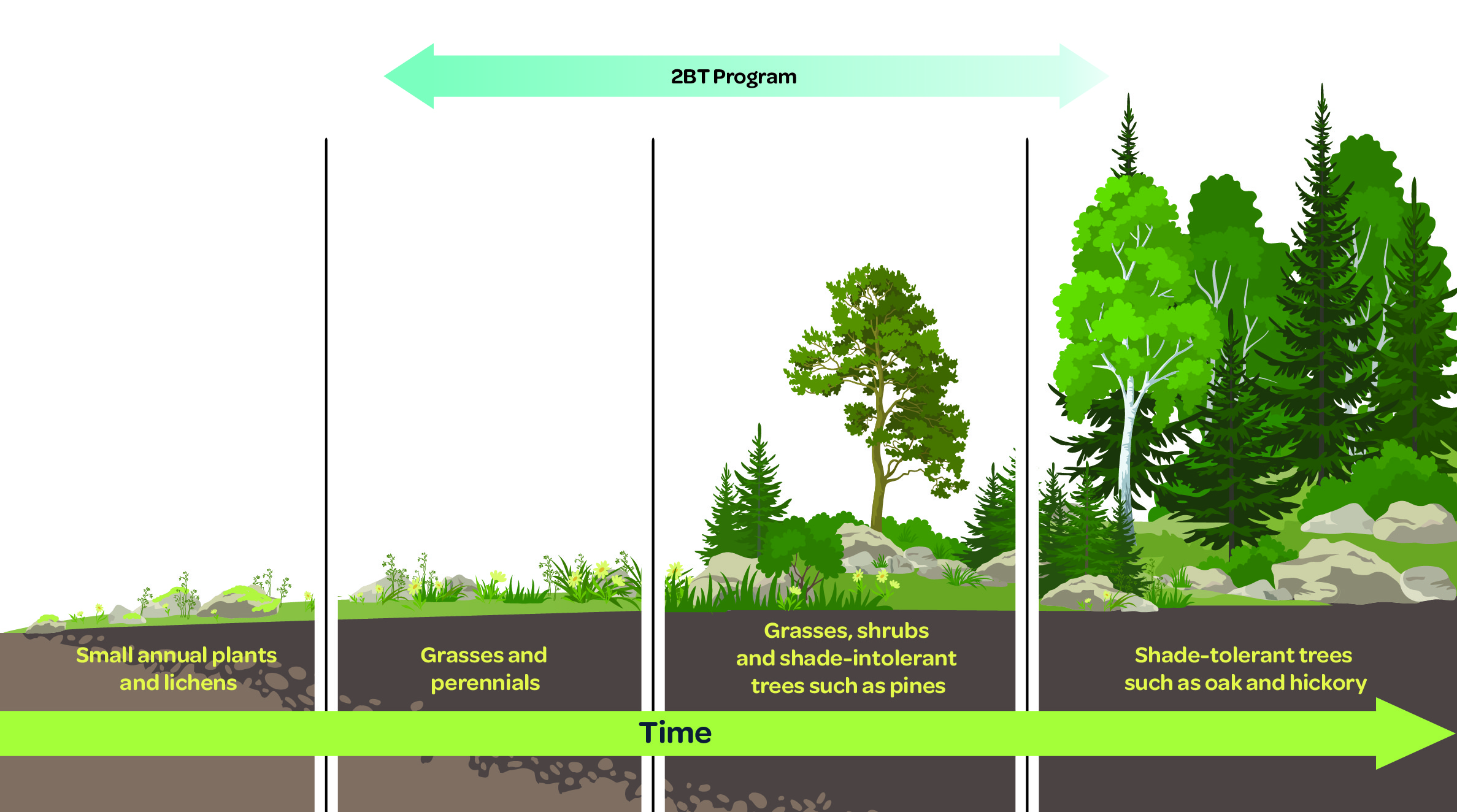 Planting trees today for the forest of tomorrow