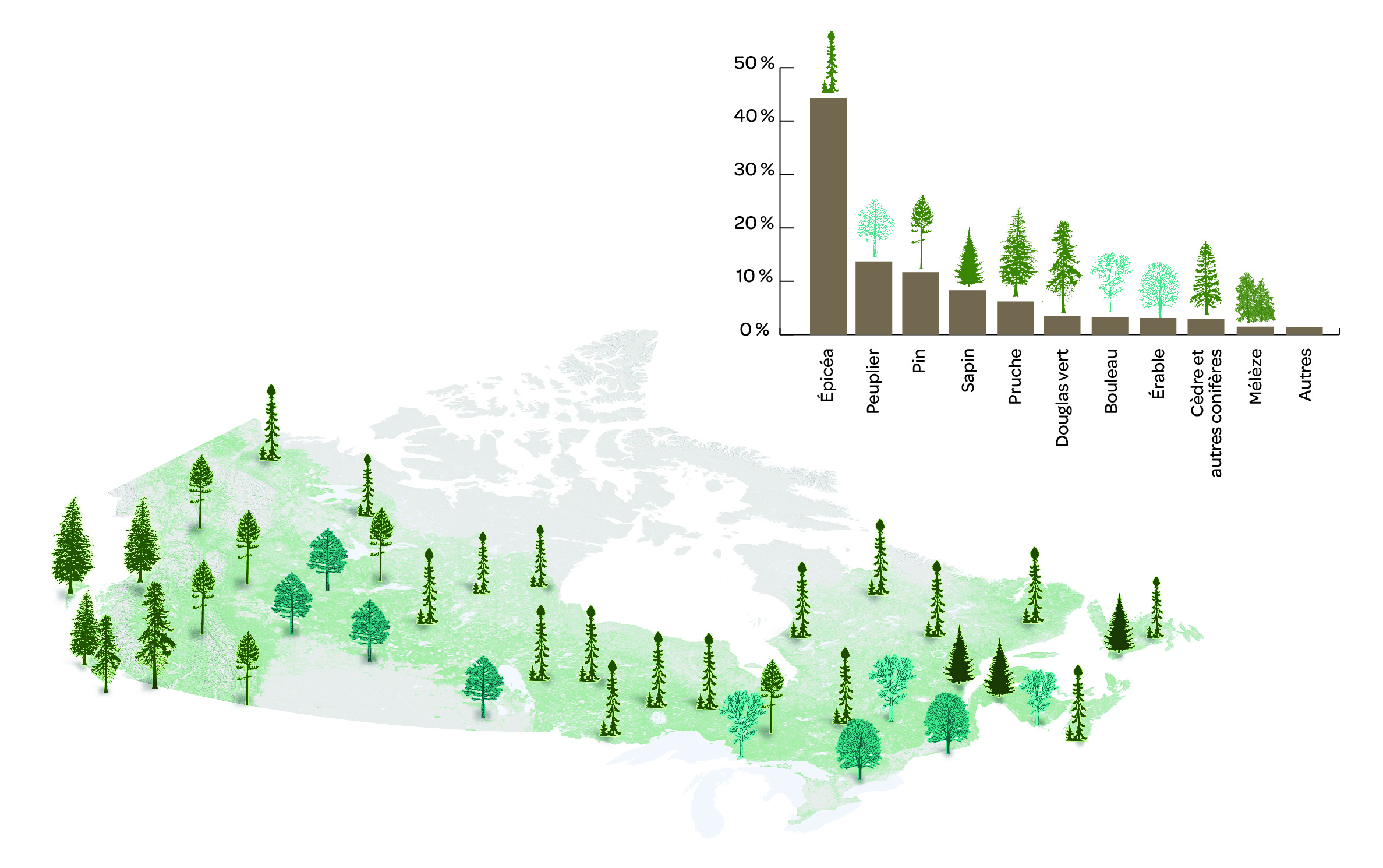 Les forêts du Canada par espèce