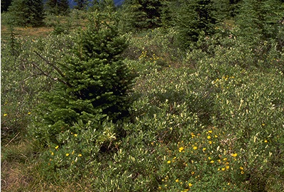 Les arbustes soutiennent les arbres - photo 1.