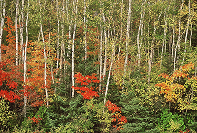 Les arbustes soutiennent les arbres - photo 2.