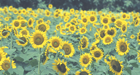 Sunflowers