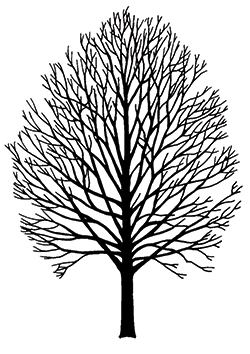 The maple tree