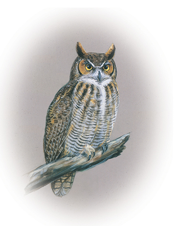 The bird of Alberta, the great horned owl