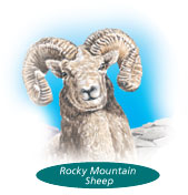 The animal of Alberta, the Rocky Mountain bighorn sheep