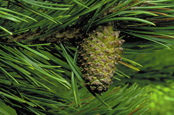 The tree of Alberta, the lodgepole pine