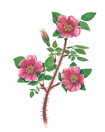 L'emblème floral de l'Alberta, la rose aciculaire