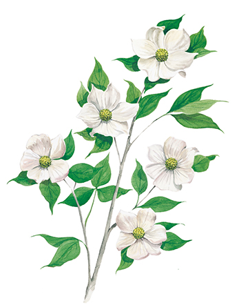 The floral emblem of British Columbia, the Pacific dogwood