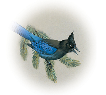 The bird of British Columbia, the Steller's jay