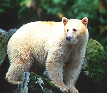 The animal of British Columbia, the Kermode bear or spirit bear