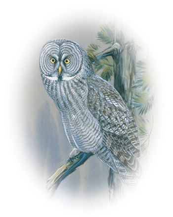 The bird of Manitoba, great gray owl
