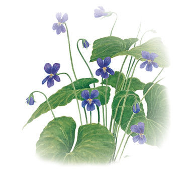 The floral emblem of New Brunswick, the purple violet