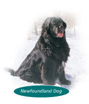 The animal of Newfoundland and Labrador, the Newfoundland dog