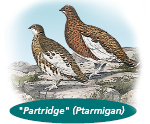 The game bird of Newfoundland and Labrador, the partridge
