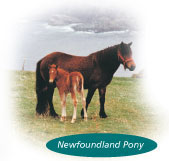 The animal of Newfoundland and Labrador, the Newfoundland pony