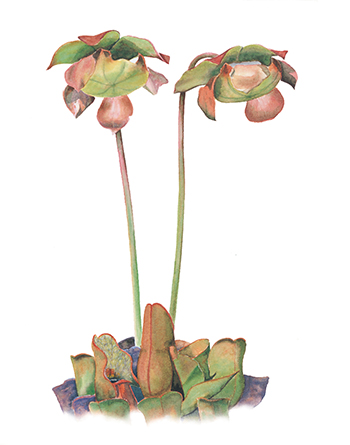 The floral emblem of Newfoundland and Labrador, the pitcher plant