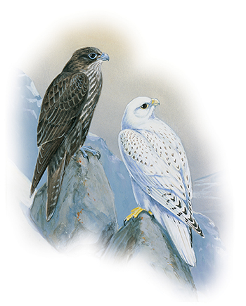 The bird of the Northwest Territories, the gyrfalcon