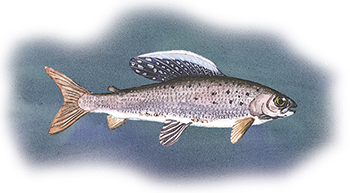 The fish of the Northwest Territories, the Arctic grayling