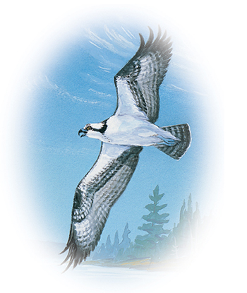 L'oiseau de la Nouvelle-Écosse, le balbuzard