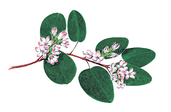 The floral emblem of Nova Scotia, the trailing arbutus or mayflower