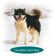 The animal of Nunavut, the Canadian Inuit dog