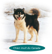 L'animal du Nunavut, le chien inuit du Canada