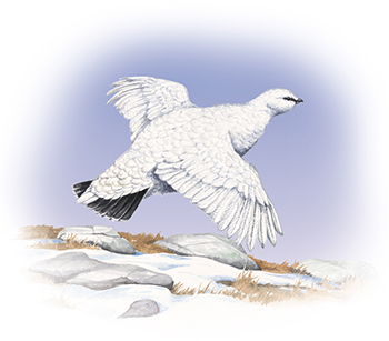The bird of Nunavut, the rock ptarmigan