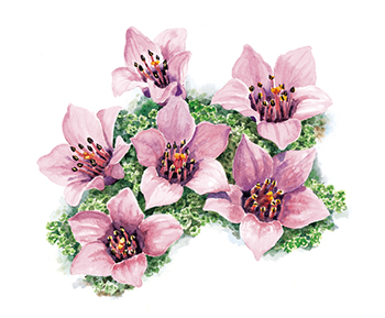 The floral emblem of Nunavut, the purple saxifrage
