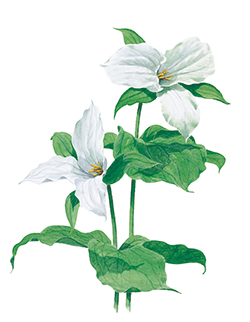 The floral emblem of Ontario, the white trillium