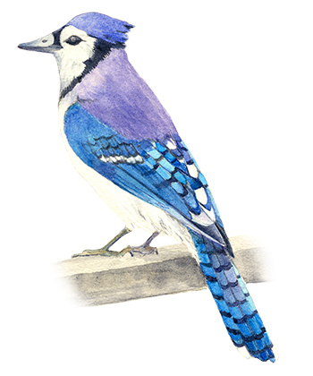 The bird of Prince Edward Island, the blue jay