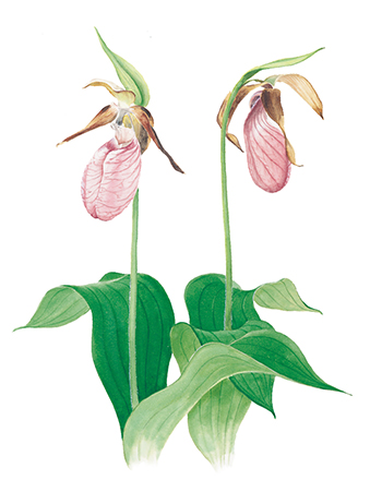The floral emblem of Prince Edward Island, the lady's slipper
