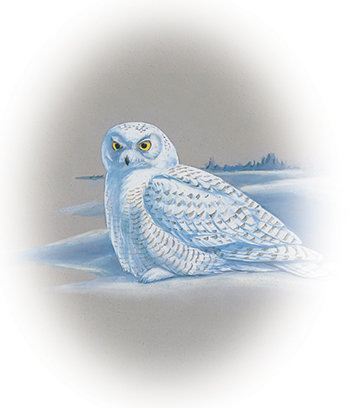 The bird of Quebec, the snowy owl