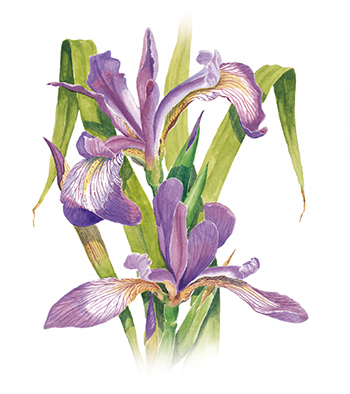 L'emblème floral du Québec, l'iris versicolore