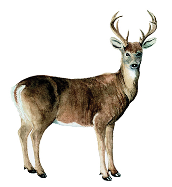 The animal of Saskatchewan, the white-tailed deer