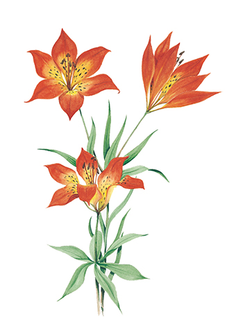 L'emblème floral de la Saskatchewan, le lis rouge orangé