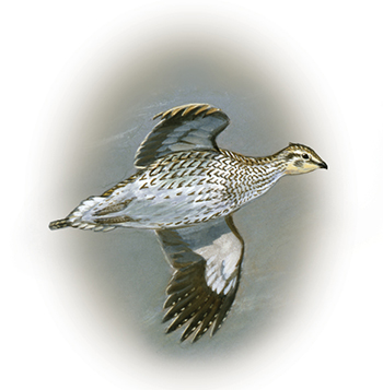 L'oiseau de la Saskatchewan, le tétras à queue fine