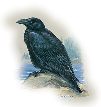 The bird of Yukon, the raven