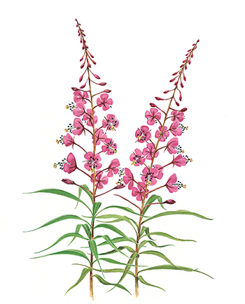 The floral emblem of Yukon, fireweed