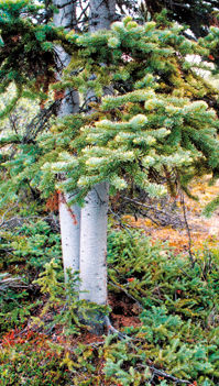 The tree of Yukon, the subalpine fir
