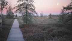 Photo of Mer Bleue boardwalk at dawn