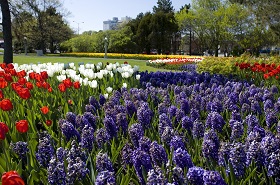 Photo of tulips at Commissioners Park