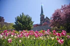 Photo de tulipes au Jardin des provinces et des territoires