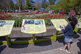 Tulipes et plaques d'information.