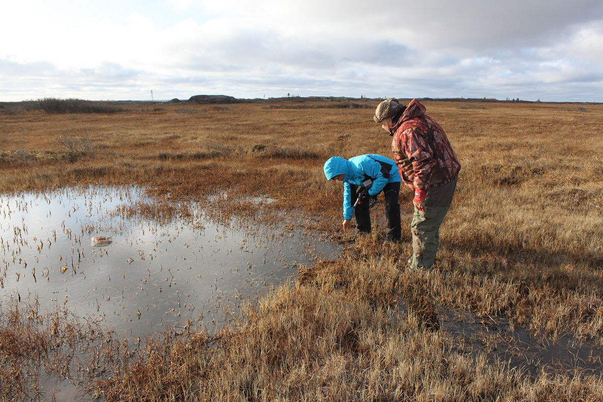 Two individuals bending down to study the vegetation in a marsh area located in traditional Indigenous territory