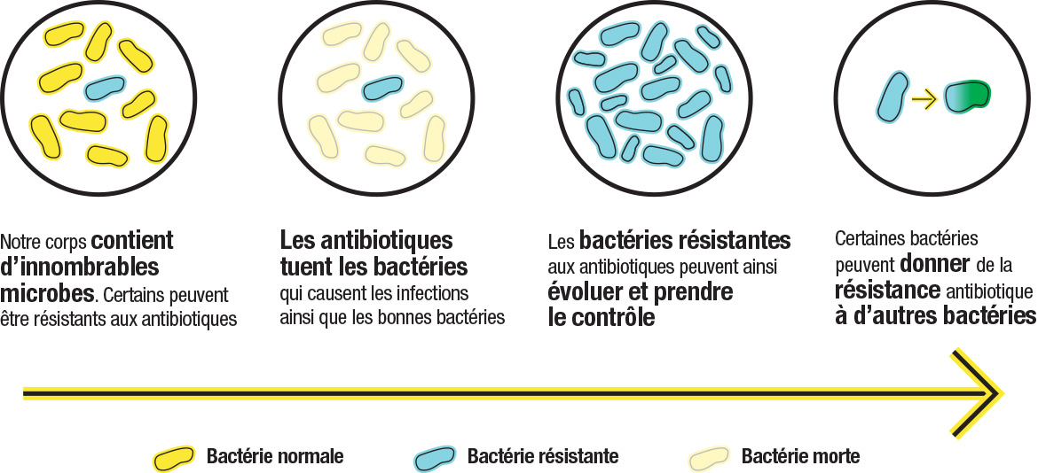 bacterie qui resiste aux antibiotiques)