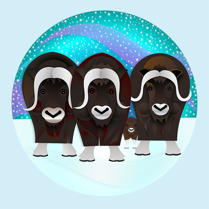 Illustration of 3 adult muskoxen standing protectively around a calf on the snowy tundra with the northern lights and a starry sky above