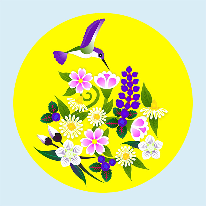 Illustration of a hummingbird hovering above a variety of tundra flowers, extending its beak toward a blossom