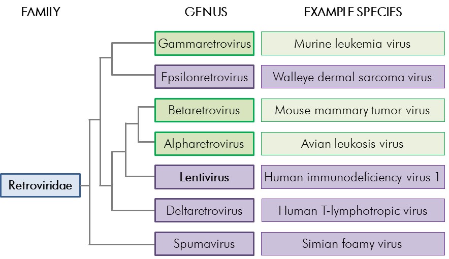 Figure 2-1: Retroviridae phylogenetic tree