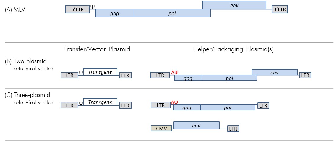 Figure 2-2: Genome of MLV and the evolution to three-plasmid retroviral vector system