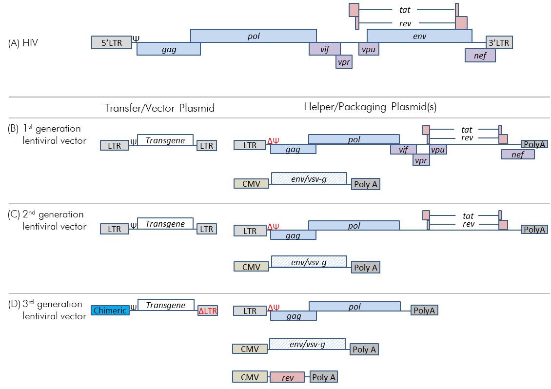Figure 2-3: Genome of HIV-1 and the evolution to 3rd generation lentiviral vector systems